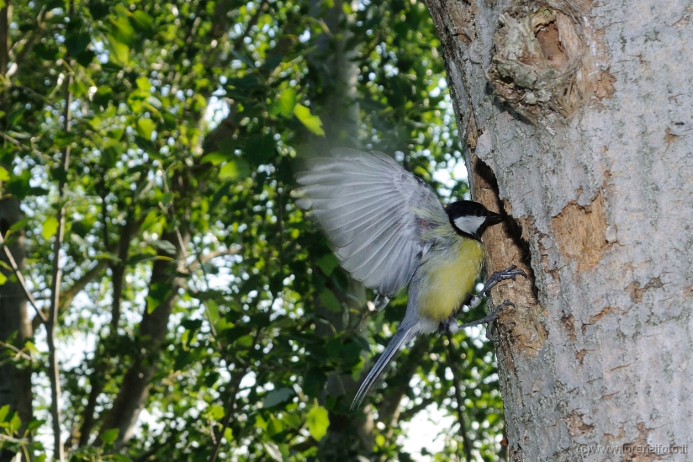 74186 Parus major (Cinciallegra).jpg